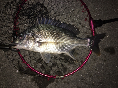 夜明け前から日没後まで