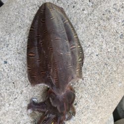 アオリイカを求めて(^。^)