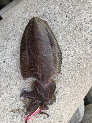 アオリイカを求めて(^。^)