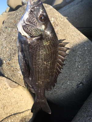 スケスケな状態かなり渋い！