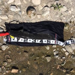 デイナマズフィッシング