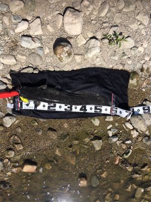 デイナマズフィッシング