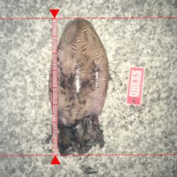 江井ヶ島でコウイカ