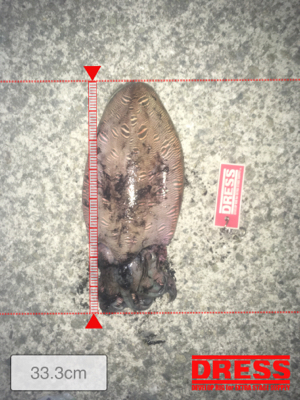 江井ヶ島でコウイカ