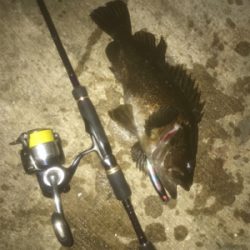 ロックフィッシュ！