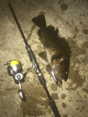 ロックフィッシュ！