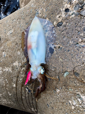 今期２杯目の春イカ