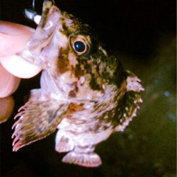 おかえりロックフィッシュ!