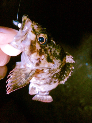 おかえりロックフィッシュ!