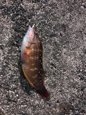 アーミーベイト。