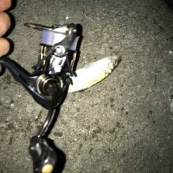 キビアジメバ(釣行 其の弐拾六)