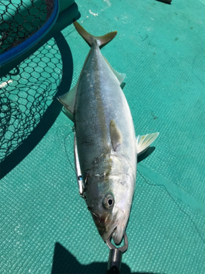 タイラバ スロジギ