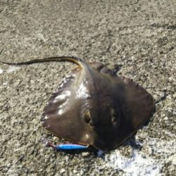 ジグでアカエイ3,4,5,6