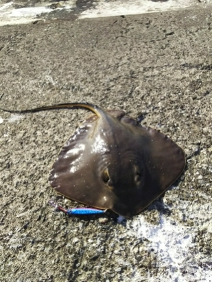 ジグでアカエイ3,4,5,6