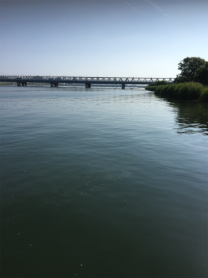 シーバス狙いが