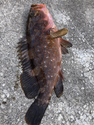 日に日に大きく