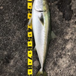 ブリ釣りたかった