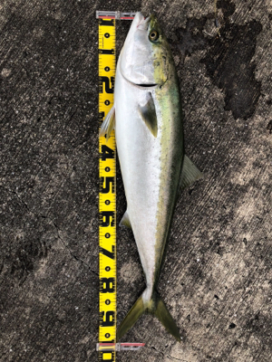 ブリ釣りたかった