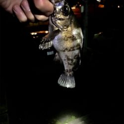 釣れるけど小さい