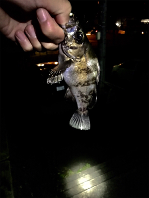 釣れるけど小さい