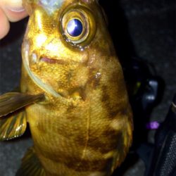 久々にアジング成立も