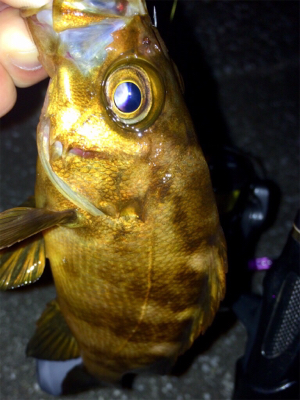 久々にアジング成立も