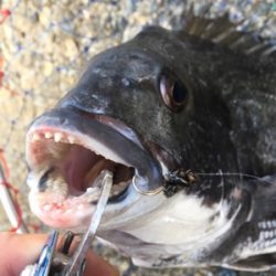 テトラでスケスケワカメ！