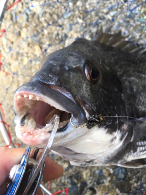 テトラでスケスケワカメ！