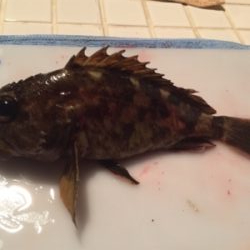 内海でメバリング