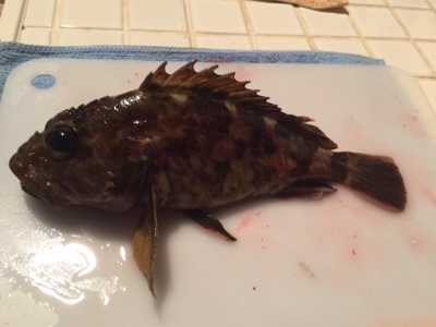 内海でメバリング