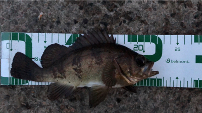 男鹿半島ライトゲーム