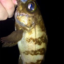 シーバスとメバルの乱舞ブー