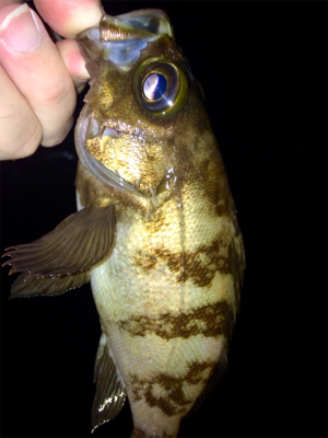 シーバスとメバルの乱舞ブー