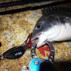 淀川ブリームゲーム ナダモニター釣行その1