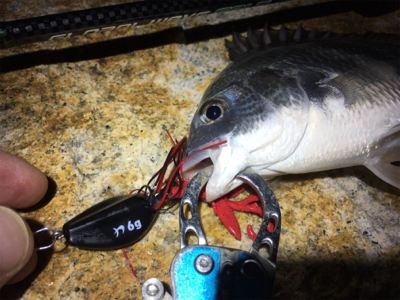 淀川ブリームゲーム ナダモニター釣行その1