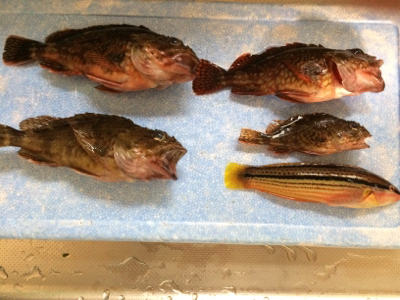 風も強く！結構シブかった！