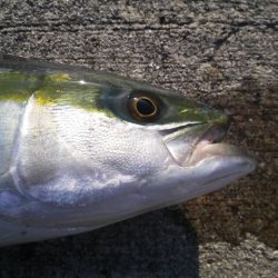 ついに来ました