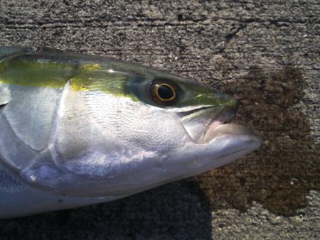 ついに来ました