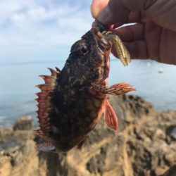 またまたイカを求めて