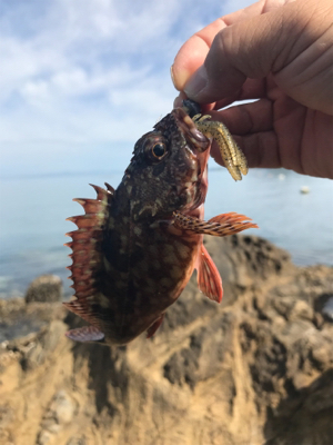 またまたイカを求めて