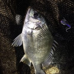 メタルバイブでキビレ