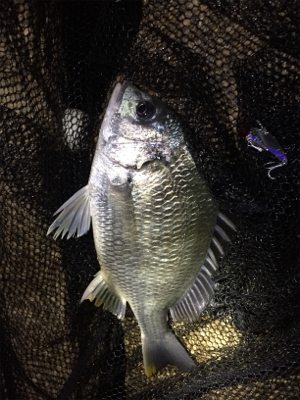 メタルバイブでキビレ