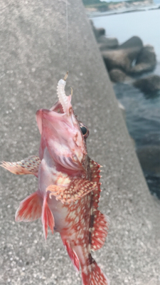 船仕掛けアレンジ