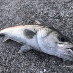 デイゲームシーバス①