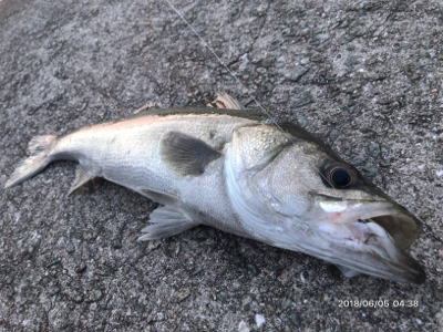 デイゲームシーバス①