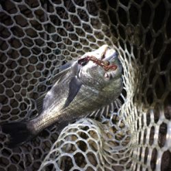 淀川ブリームゲーム チヌジグでマチヌ