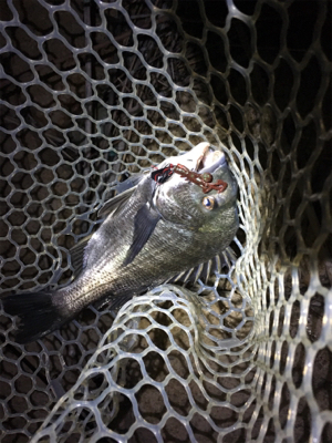 淀川ブリームゲーム チヌジグでマチヌ