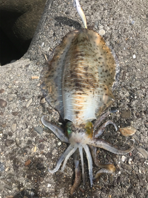 平日のエギング