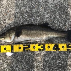 南港 エビ撒き釣行！