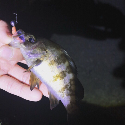 まだまだメバリング